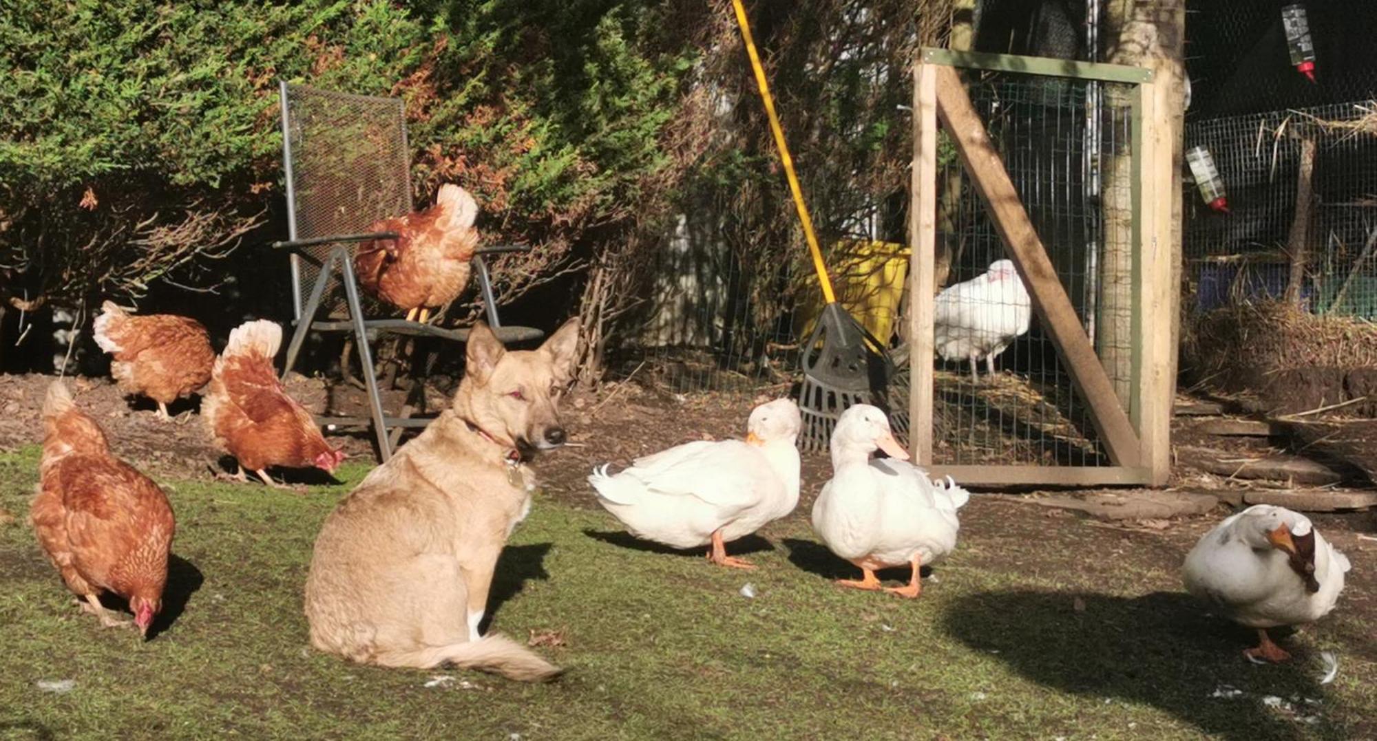 The Base Vegan Retreat Animal Sanctuary