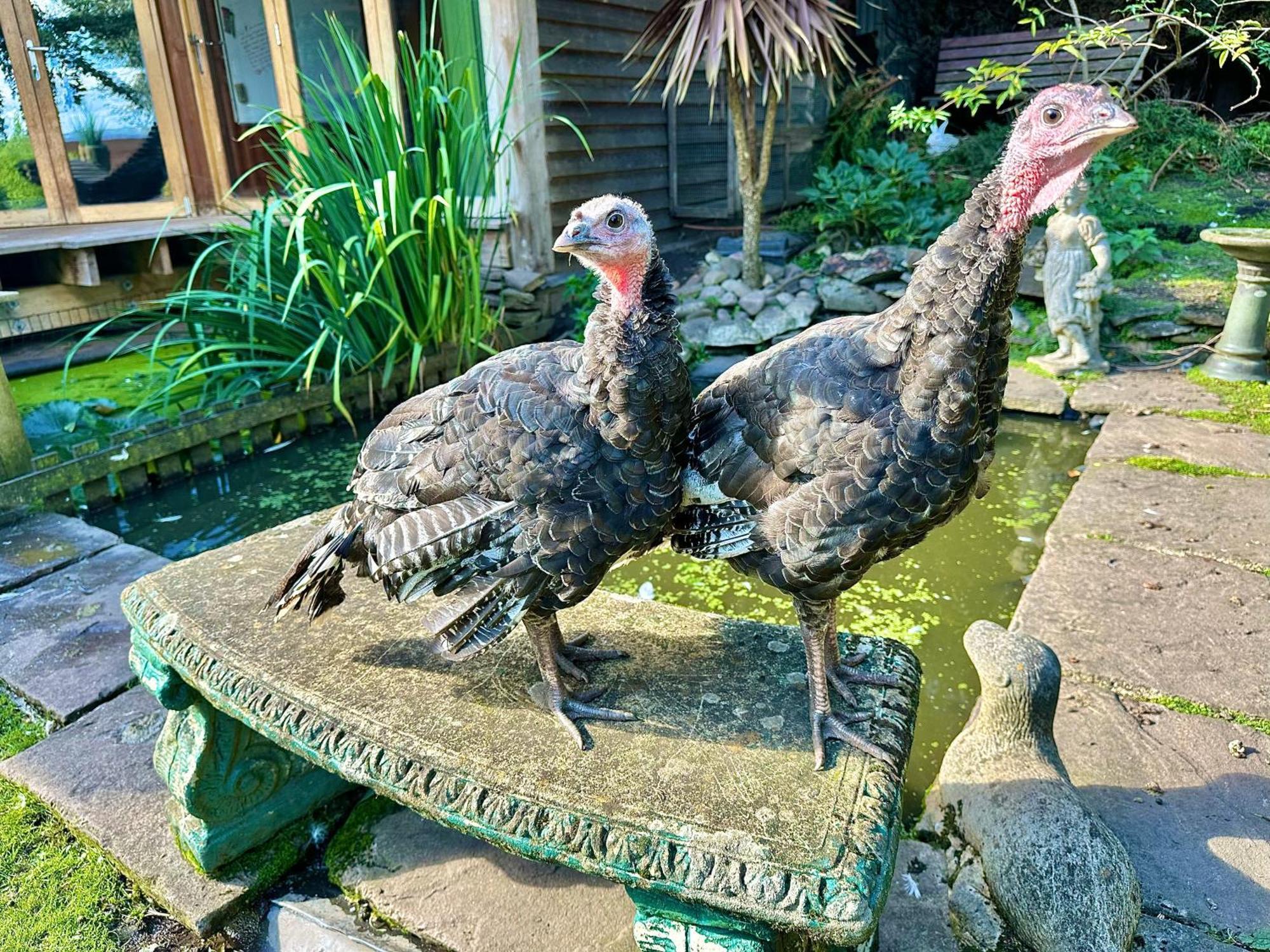 Гостевой дом The Base Vegan Retreat Animal Sanctuary Warmley